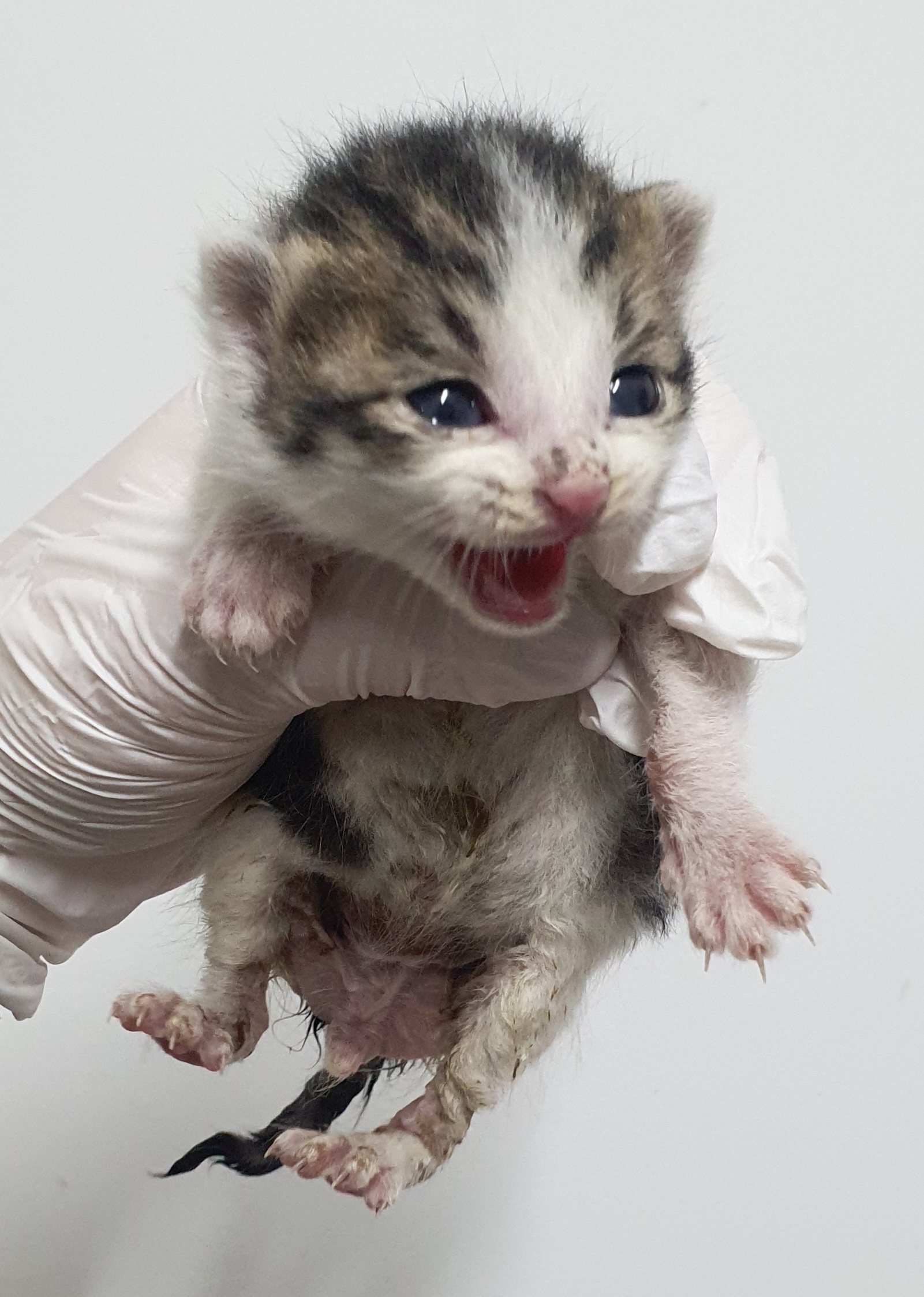 [고양이] 한국 고양이 인천-남동-2025-00161 유기동물 배경 이미지 입니다.